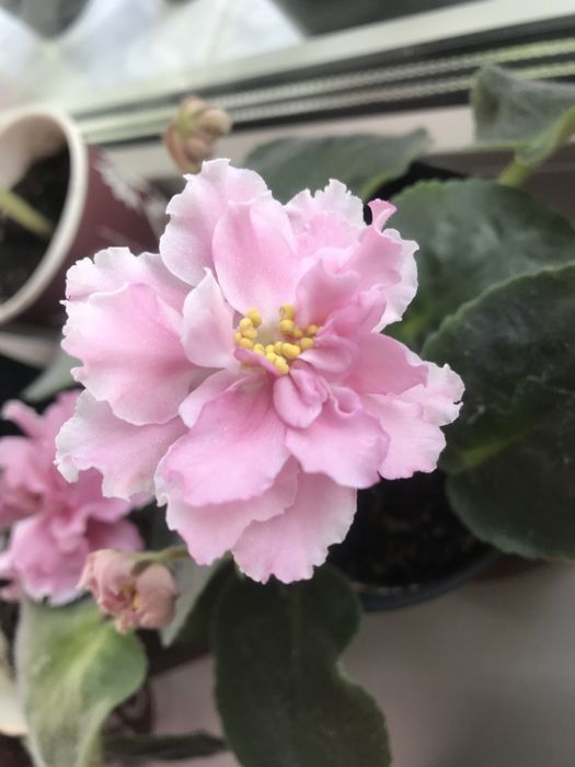 Продам фиалку