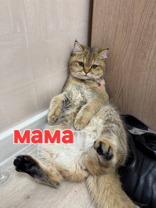 Продаются котята Британский Золотая шиншилы