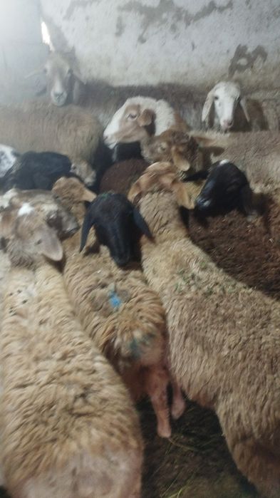 Бараны токтушки кой токты