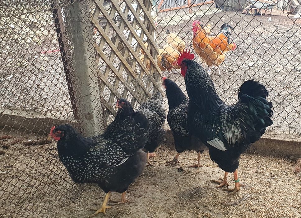 Barnevelder argintiu