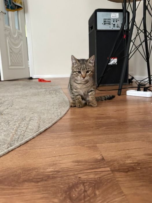 Отдаем котят в хорошие руки