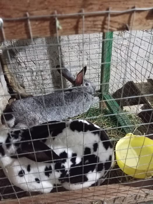 Kuyon gushti sotiladi