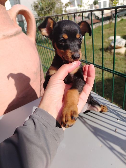 Pinscher Pitic mascul
