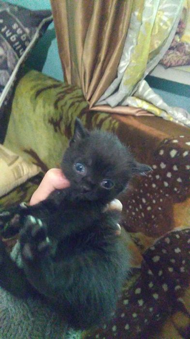 Отдам котят бесплатно