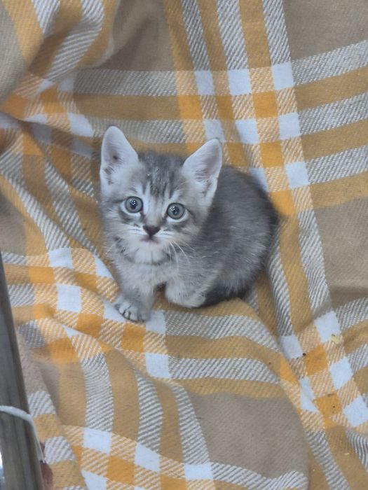 Котенок-мальчик в добрые руки