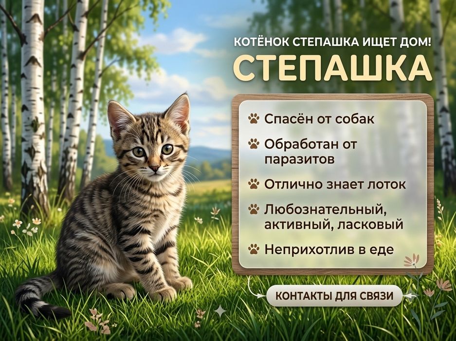 Котята бесплатно