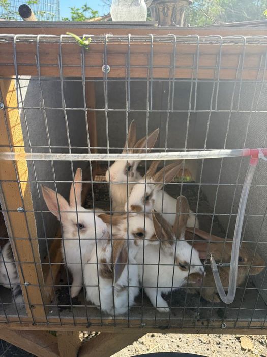 Продам крольчат, крольчат