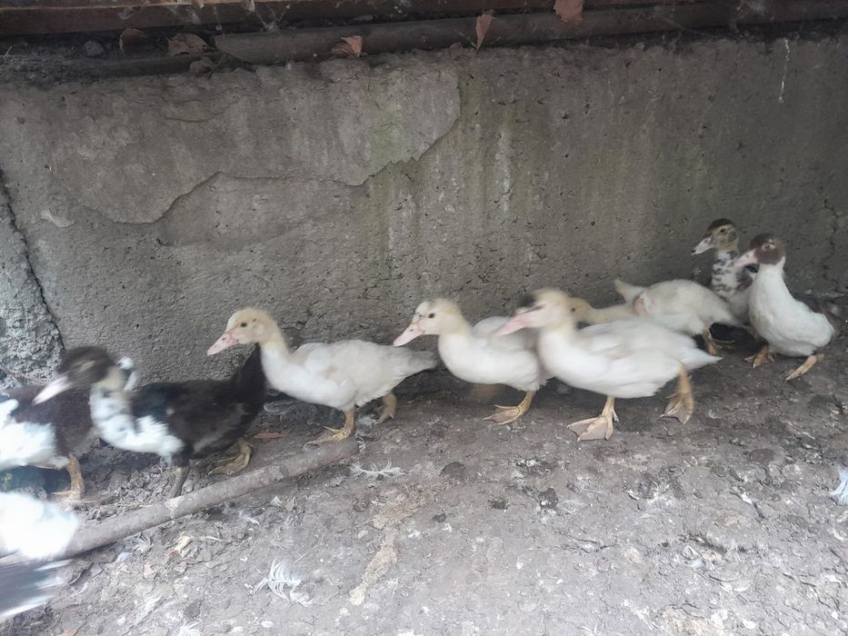 Продам индоутят разного окраса