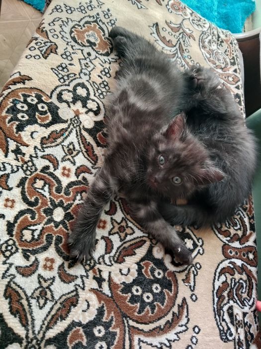 Отдам котят в хорошие руки
