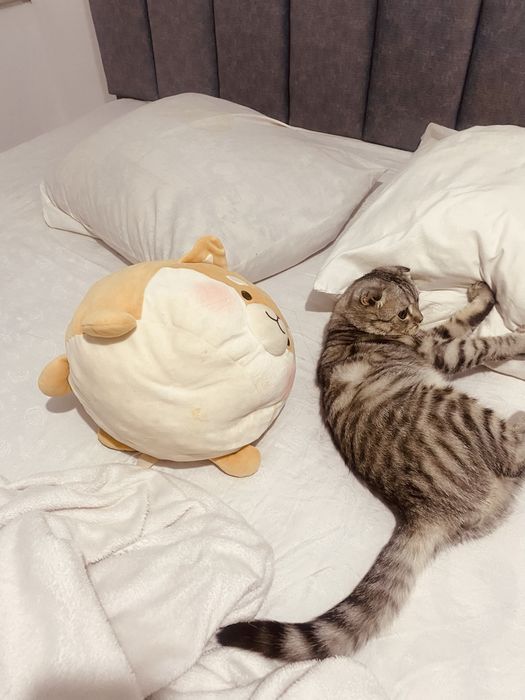 шотландский выслоухи кот