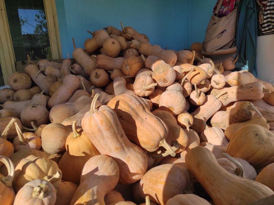 Vând dovleci plăcintari și turcești