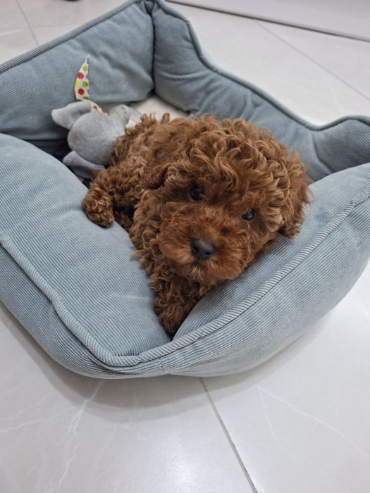 Той пудел Toy Poodle ЖЕНСКО