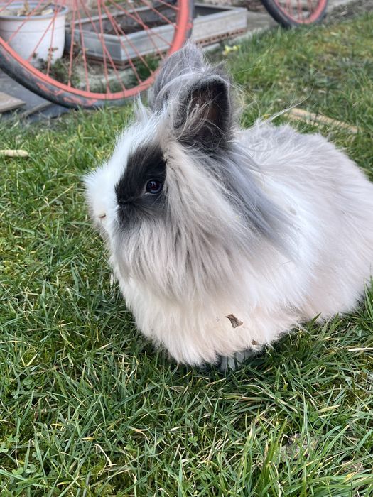 Iepure Cap de Leu + oferta din descriere