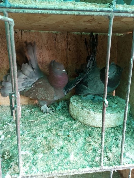 Porumbei ornament de vânzare