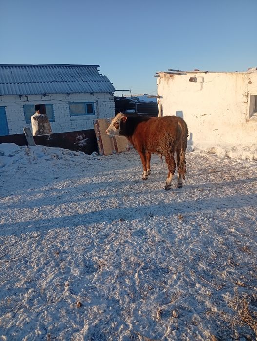 Подсос бұталар сатылады откормда 4ай тұрған