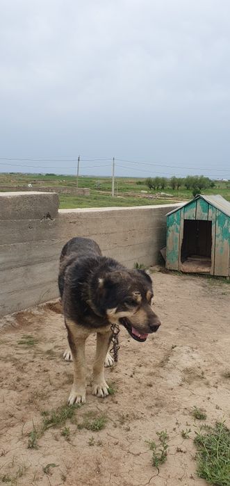 Ит сатылады Алабай