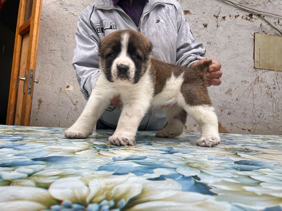 Щенок Туркменского Алабая ( Чистокровный )