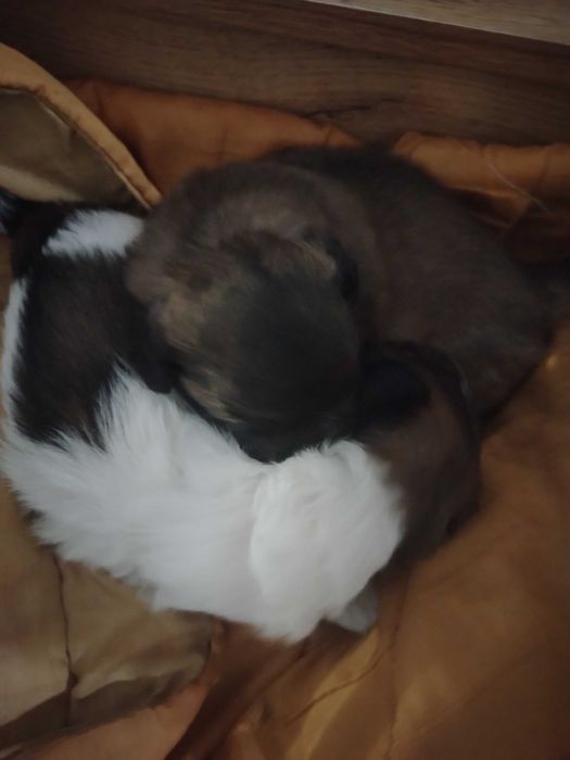 Щенки на продажу Пикинес