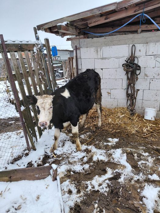 Vând junica din vaci de lapte