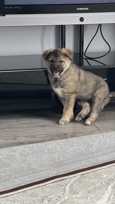 Малышка в Добрые Руки