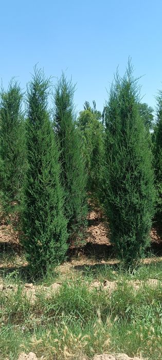 5 йиллик стрижка можжавелник арча кўчатлари