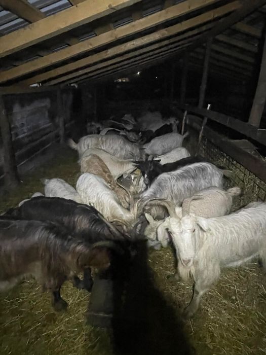 Vand capre bune de lapte