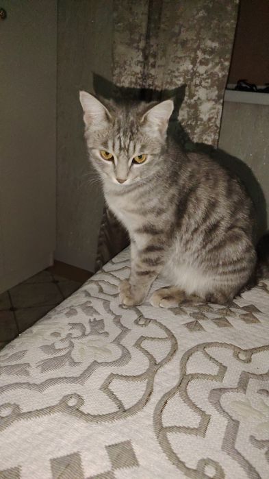 Отдам кошку бесплатно.