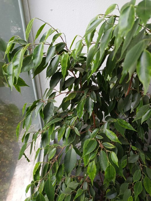 Ficus Benjamina Târgu Mureș