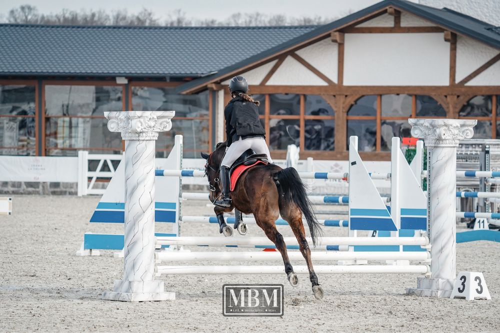 Cal pursange arab 7 ani