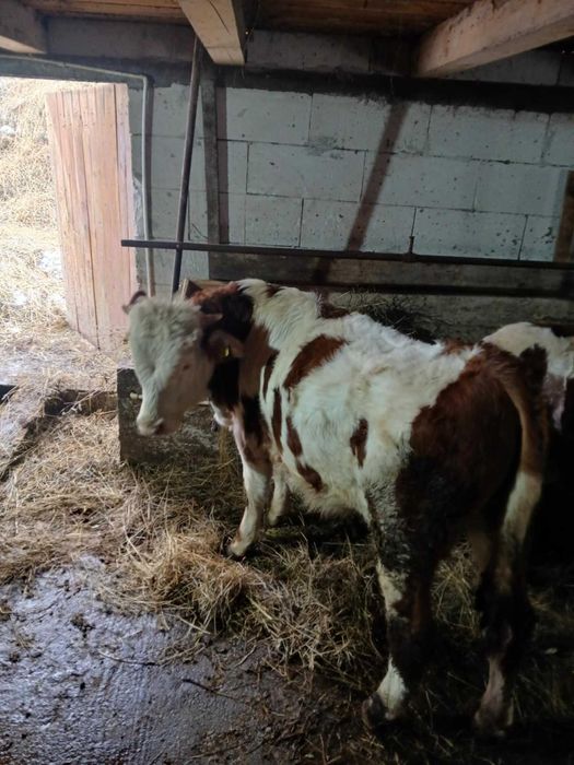 Vand Tauraș de 11 luni