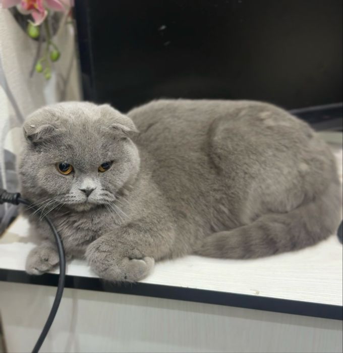 mushik sotiladi jinsi qiz