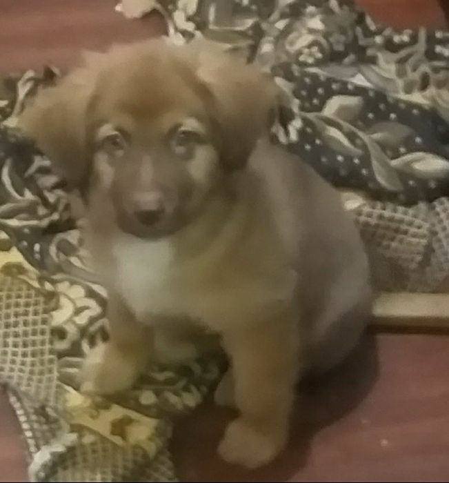 Отдам в добрые руки