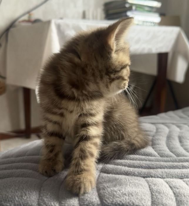 Британские котята