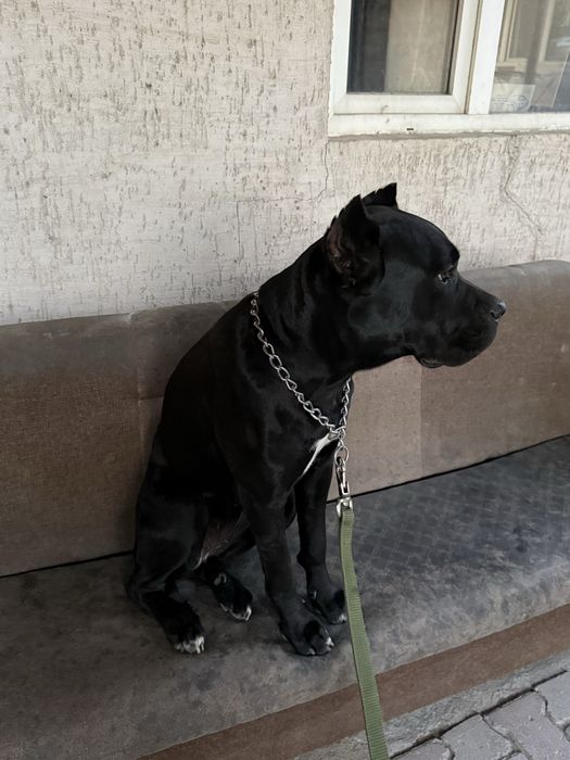 Продам Cane Corso