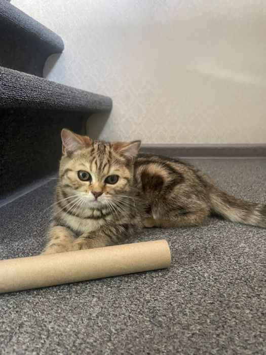 Продам шотландского котенка