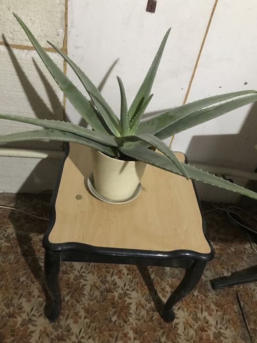 Цветы алоэ вера