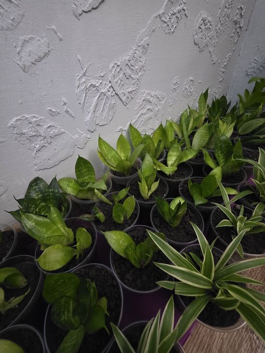 Продам цветочки укорененные
