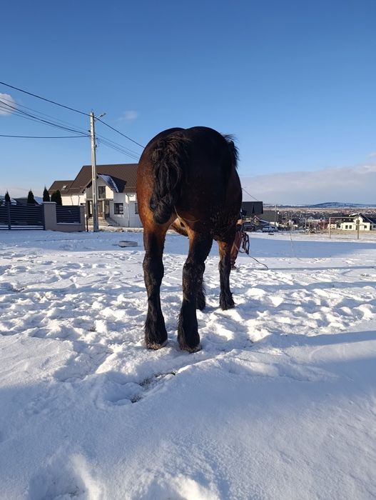 Cal de vânzare de 4 ani