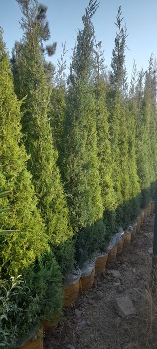 Archa va dekrativni daraxtlar