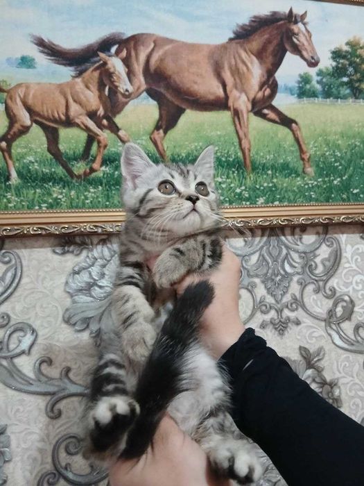 Mushuk skotish strayt