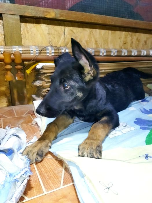 Шустрая ,активная девочка ищет семьют