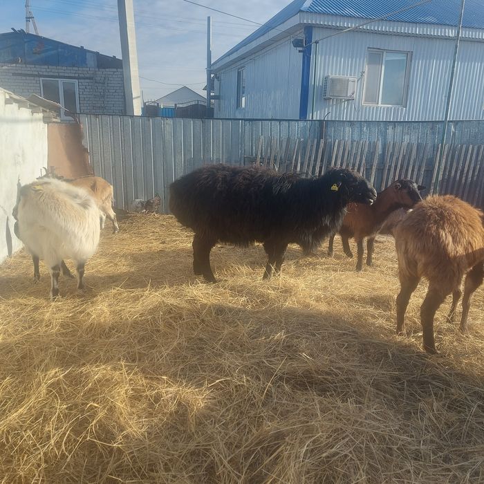 Еділбай ірі еркек мал сатылады.