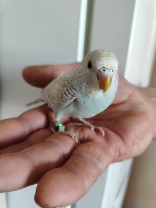 Волнистые попугаи,ручные,окольцованны.