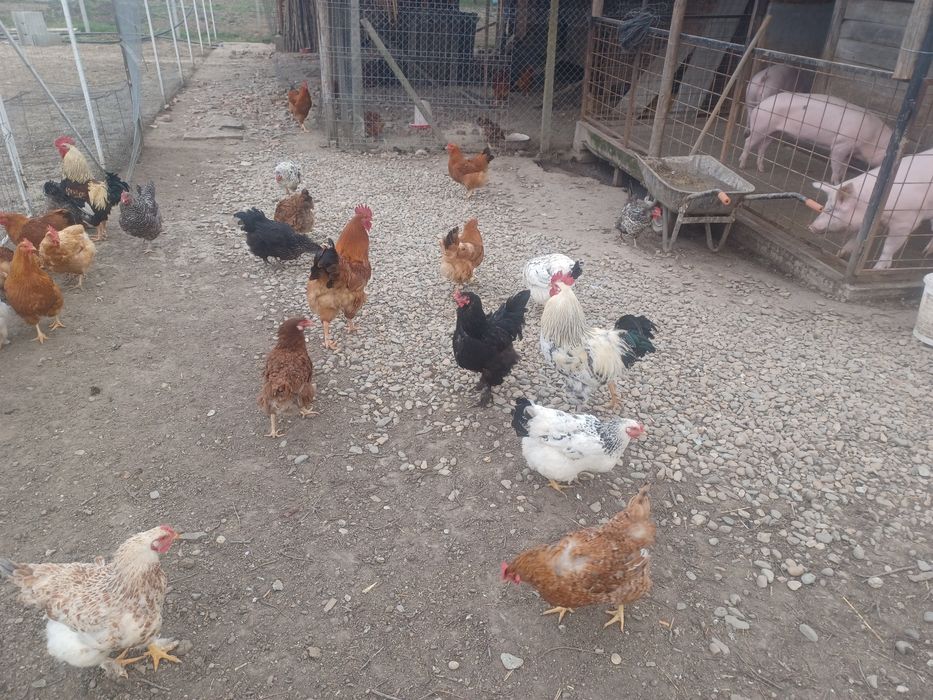 Vand pui de gaina de casa rasa mixta de 10 zile