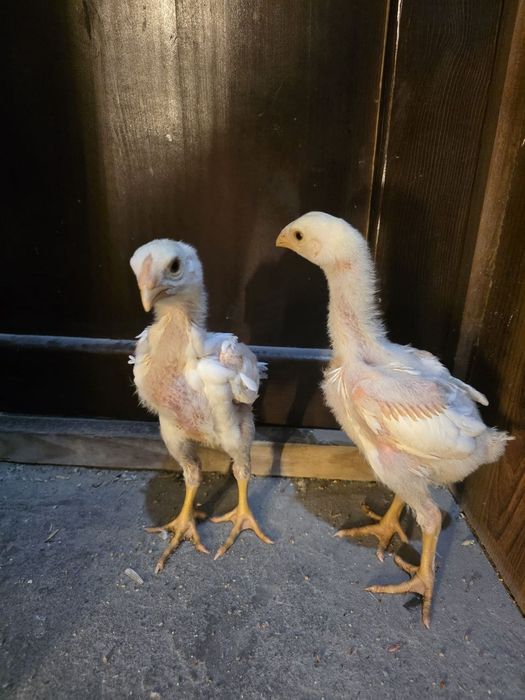 О шамо жожалари сотилади тоза кон