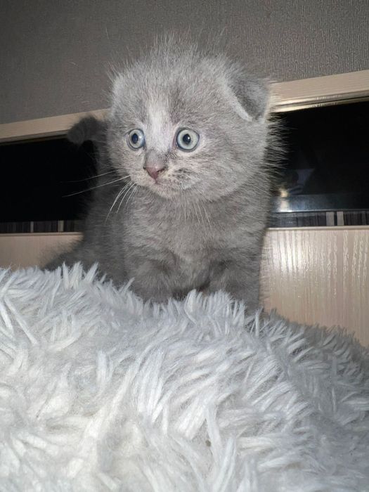 Шотландский вислоухий малыш