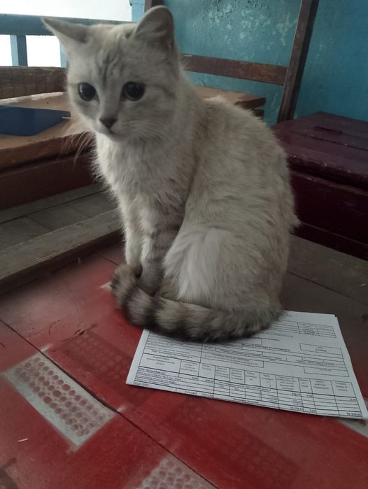 Котята котята котята