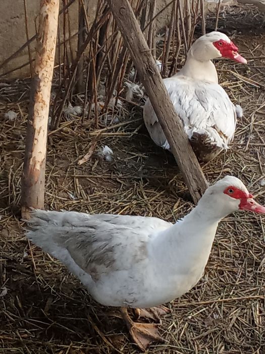 Индоутки тяжёлой линии