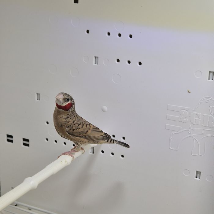 Pasari exotice fasciata masculi