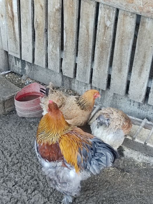 Ouă pt incubat - wyandotte, sussex porțelan, brahma, la bresse